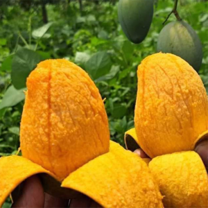 ১০ কেজি হিমসাগর আম